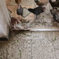 مروغ و جوجه