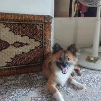 واگذاری سگ رایگان