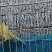 قناری نر و ماده