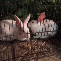 خرگوش