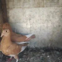 زردپلنگ