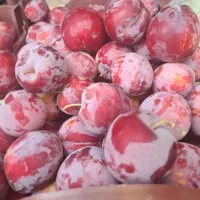 اجاره درخت آلو وسیب قرمز