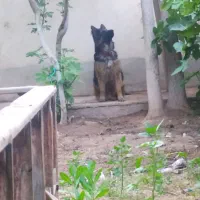 دوقلاده سگ ژرمن نر و ماده