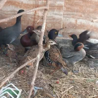 اردک و همه فروشی