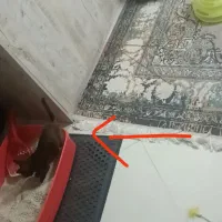 واگذاری گربه DHS