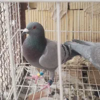 پلاکی عراقی گرفتنی