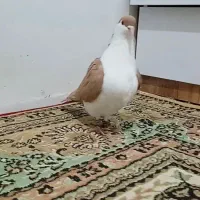 کفتر کلاغ دم