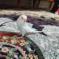 پرنده