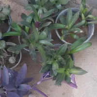 گلهای خونگی