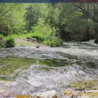 تور سفید برگ جوانرود