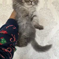 بریتیش لانگ هیر سیلور بلو