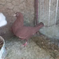 گلی خون