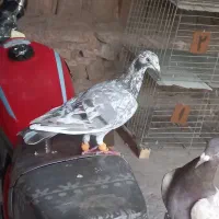 کبوتر هفرنگ