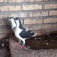 کبوتر جفت چپ نروماده اندیمشک