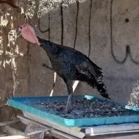بوقلمون