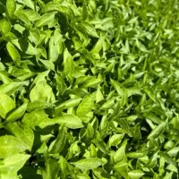 نهال گوجه بادمجان قلمی فلفل تند شیرین درجه ۱
