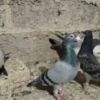 یک جفت پلاکی