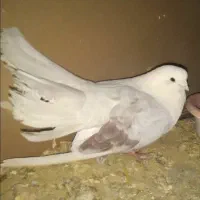 نر ساللاخ