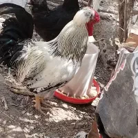 خروس نژاد دار