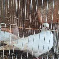 فروش تعدادی کبوتر و مرغ عشق