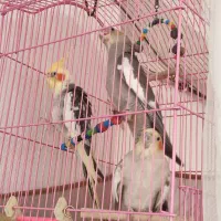 عروس هلندی،طوطی عروس،پرنده