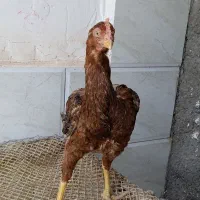 مرغ لاری