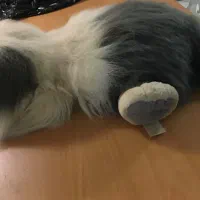 عروسک پاپی بزرگ