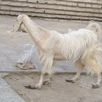 گوسفند