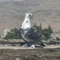 کفتر‌بلژیکی