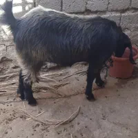 بز.مرغ.غاز