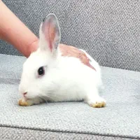خرگوش ماده تربیت شده