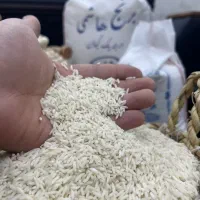 برنج هاشمی