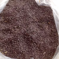کنجدکاچی فروشی