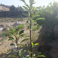 باغ-و-باغچه-زمین-ویلا-واحد-مغازه