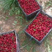 گیلاس تک دانه