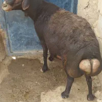 قوچ برای قربان