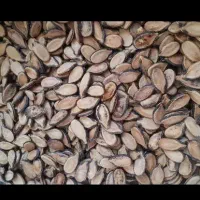 تخمه هندوانه دیم بدون کالی