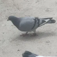 کبوتر