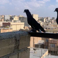 کبوتر قره اغگویروخ