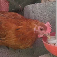 مرغ تخم گذار