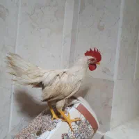 فروش یه عدد خروس و دو عدد نیمچه