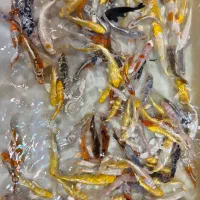 انواع ماهی کپور رنگارنگ کوی