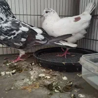 نظافـ ت ، فروش کبوتر