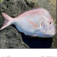 همسفر ماهیگیری