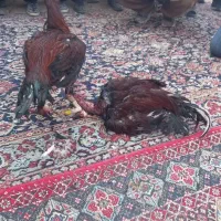 خروس لاری جن سرخ۱میدانه