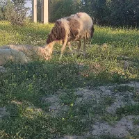 گوسفند افشاری