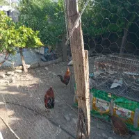 مرغ و خروس