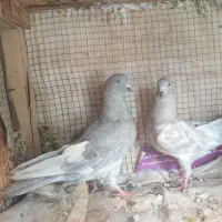 کبوتر جفت کله ای الماسی(صابونی)ساعتی