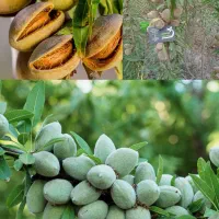 بادام درخت کم آب ، نهال مقاوم در نهالستان خراسان