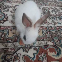 خرگوش